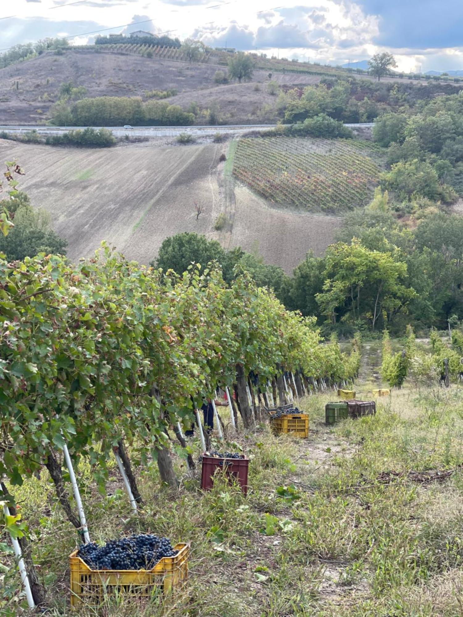 Azienda Agricola Ponterotto Mirabella Eclano Exterior photo